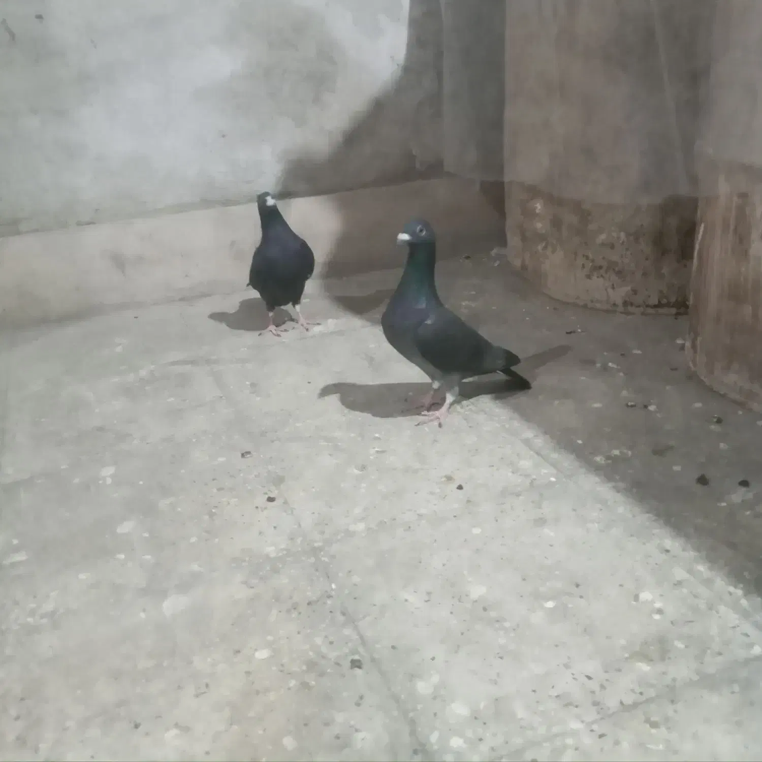 کبوتر فروشی|پرنده|لار, |دیوار