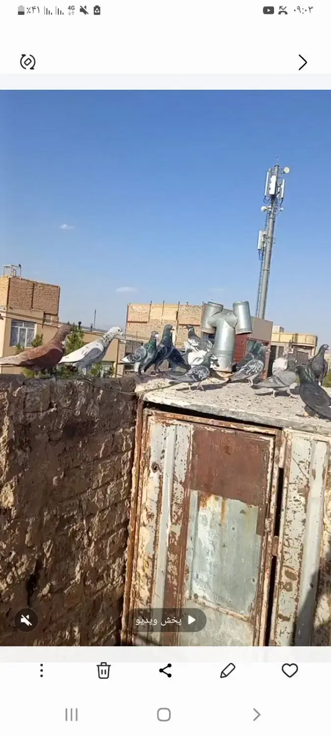 کفتر بوم|پرنده|تربت‌حیدریه, باغ سلطانی|دیوار