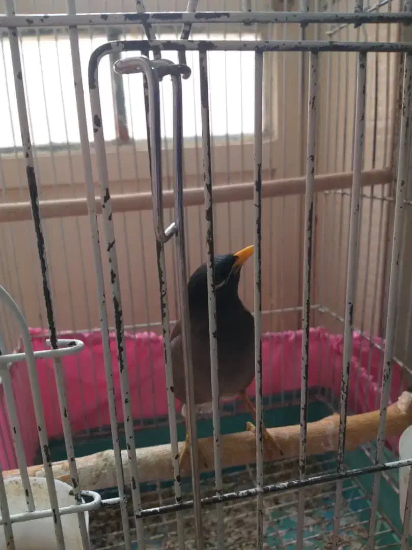 مرغ مینا|پرنده|مرودشت, ابوذر شمالی‎|دیوار