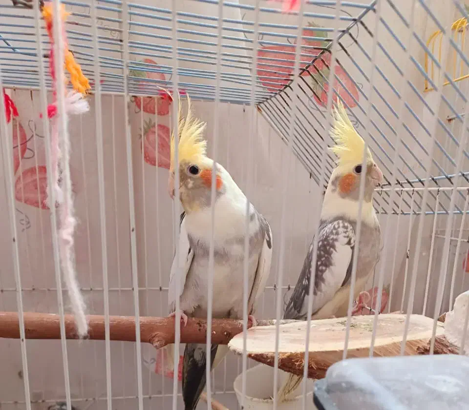 طوطی عروس هلندی|پرنده|اهواز, پردیس|دیوار