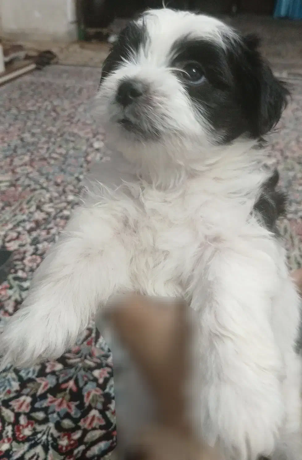 سگ شیتزو|سگ|رفسنجان, |دیوار