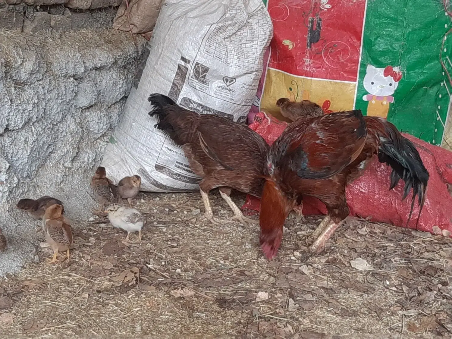 جوجه لاری|حیوانات مزرعه|شیروان (خراسان), |دیوار