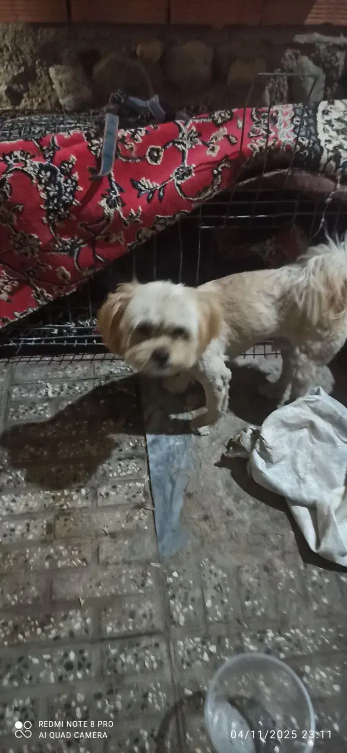 سگ پاکوتاه|سگ|گرگان, |دیوار