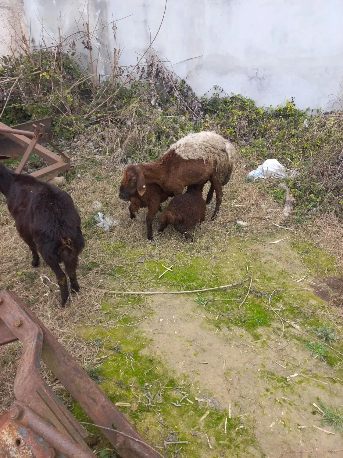 گوسفند فروشی|حیوانات مزرعه|بهشهر, |دیوار