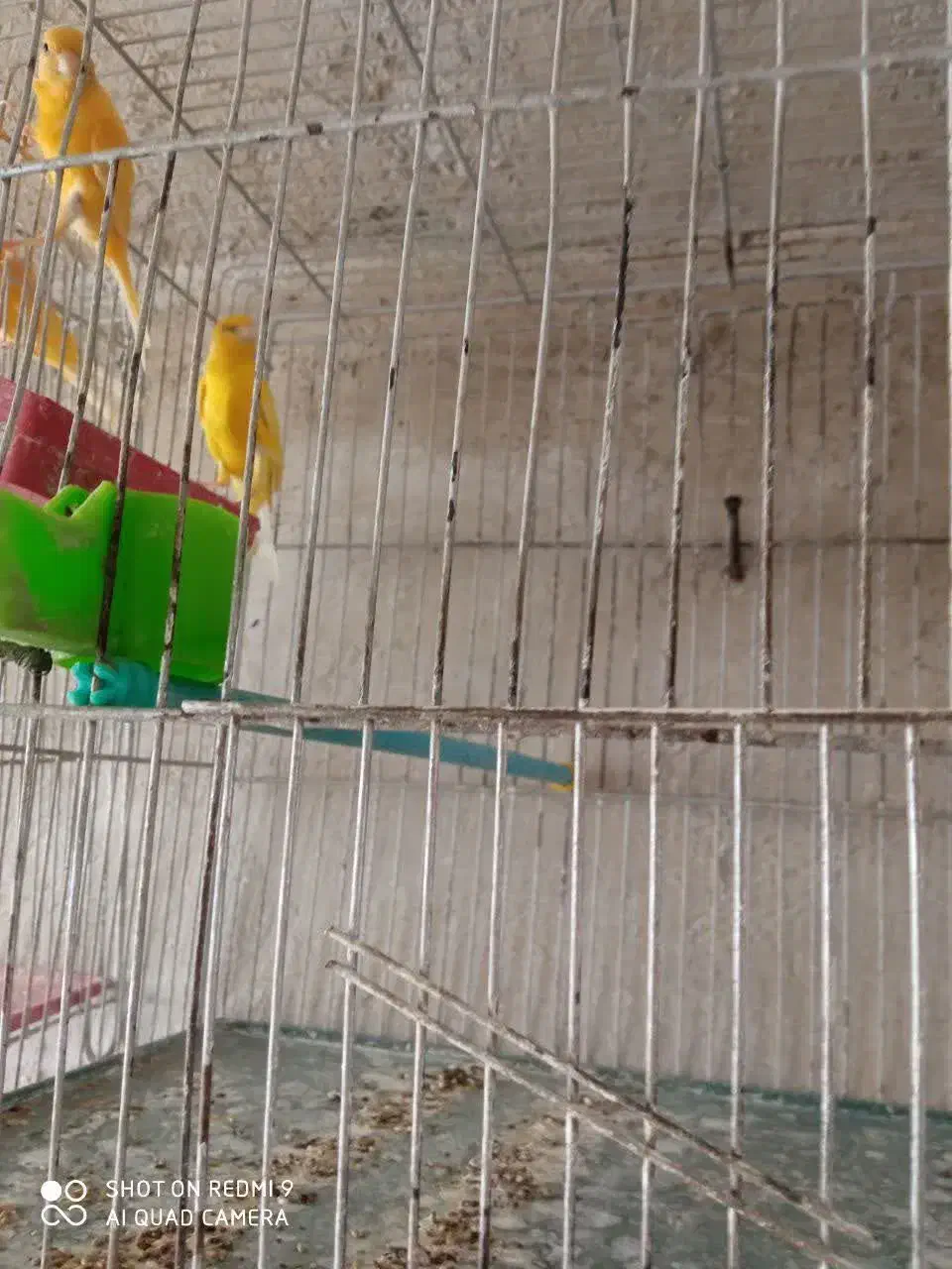 فروش ۱۰جفت قناری قیمت توافقی|پرنده|میانه, |دیوار