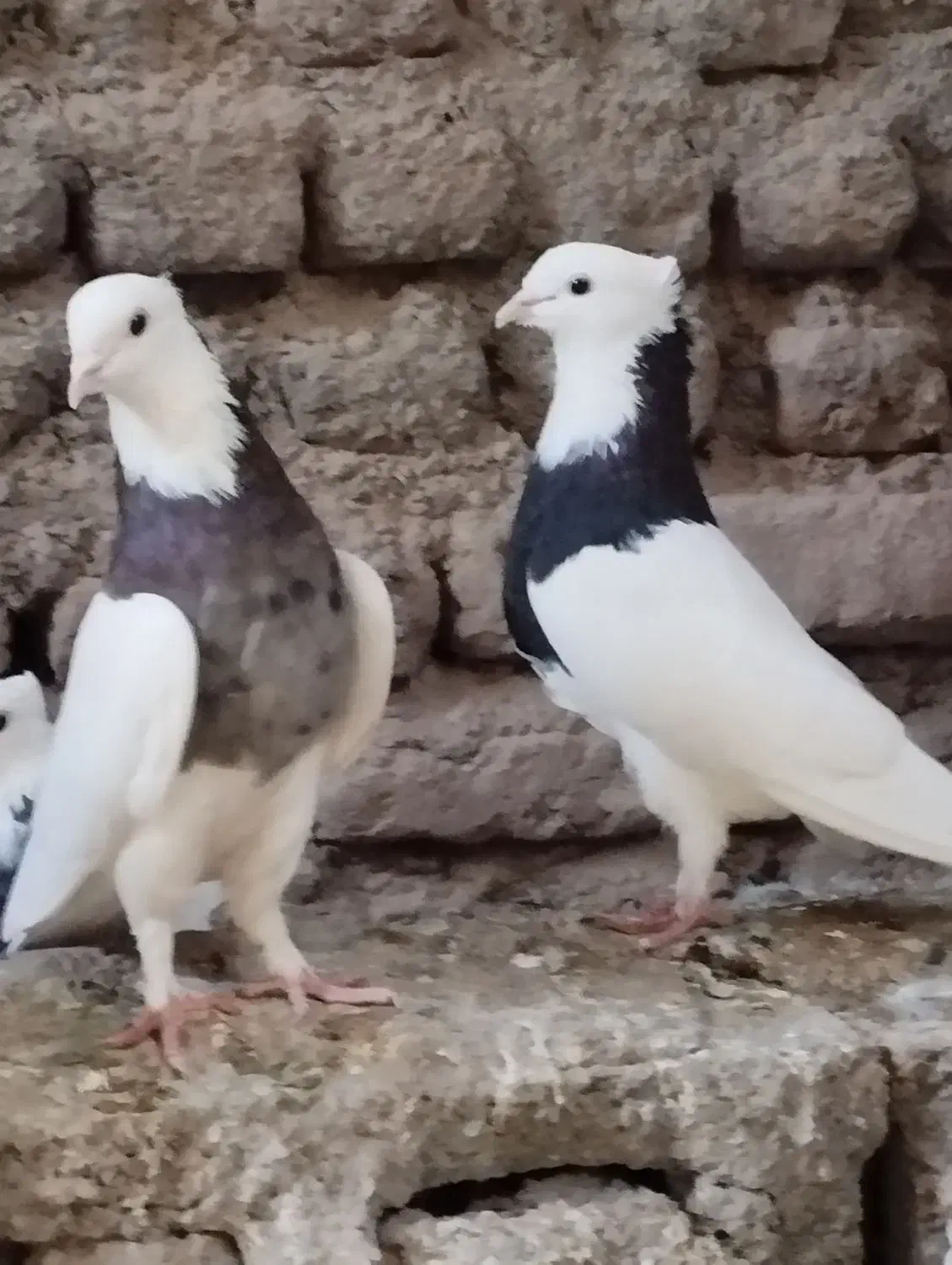 تعدادی کفتر فروشی|پرنده|بم, |دیوار