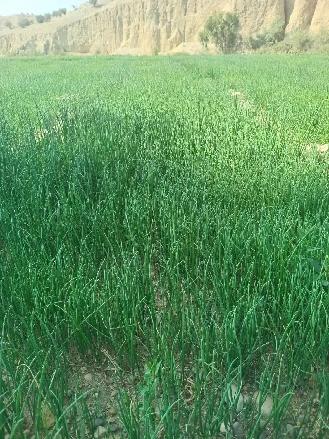 فروش نشاء پیاز ( تیم پیاز)|خدمات باغبانی و درختکاری|دوگنبدان, |دیوار