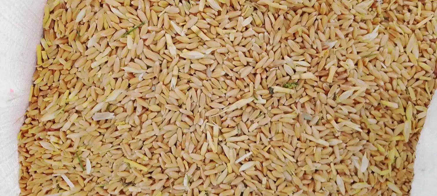 گندم دیم|عمدهفروشی|مشهد, مهدی آباد|دیوار