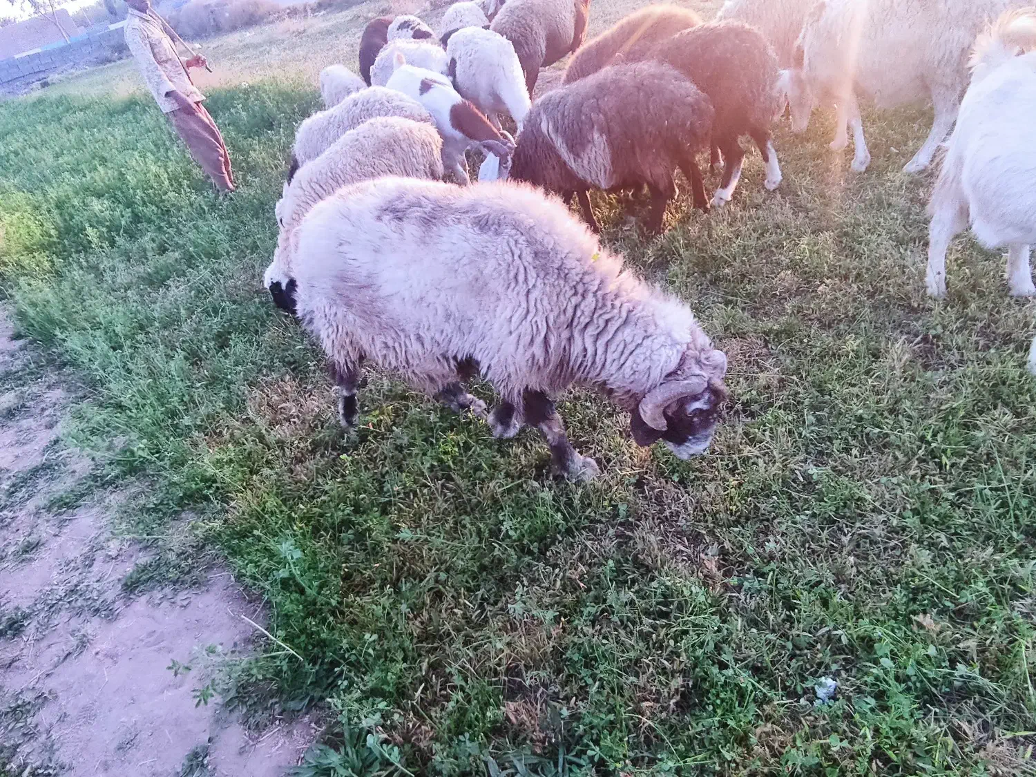 میش درشت  نژاد دار برای نگهداری|حیوانات مزرعه|بردسیر, |دیوار