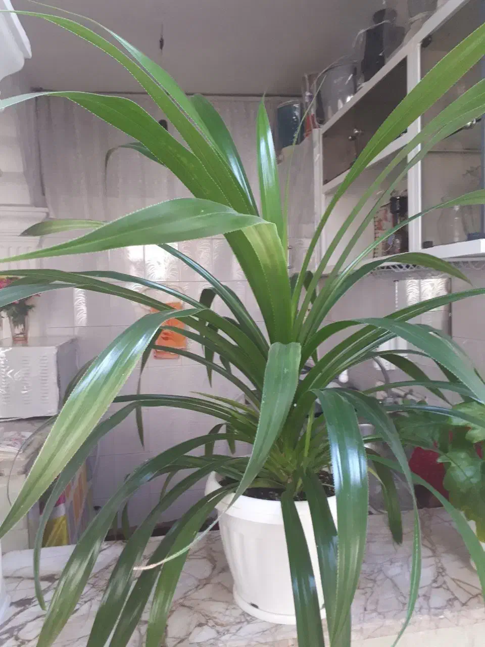 گل پاندانوس|گل و گیاه طبیعی|مشهد, ابوذر|دیوار