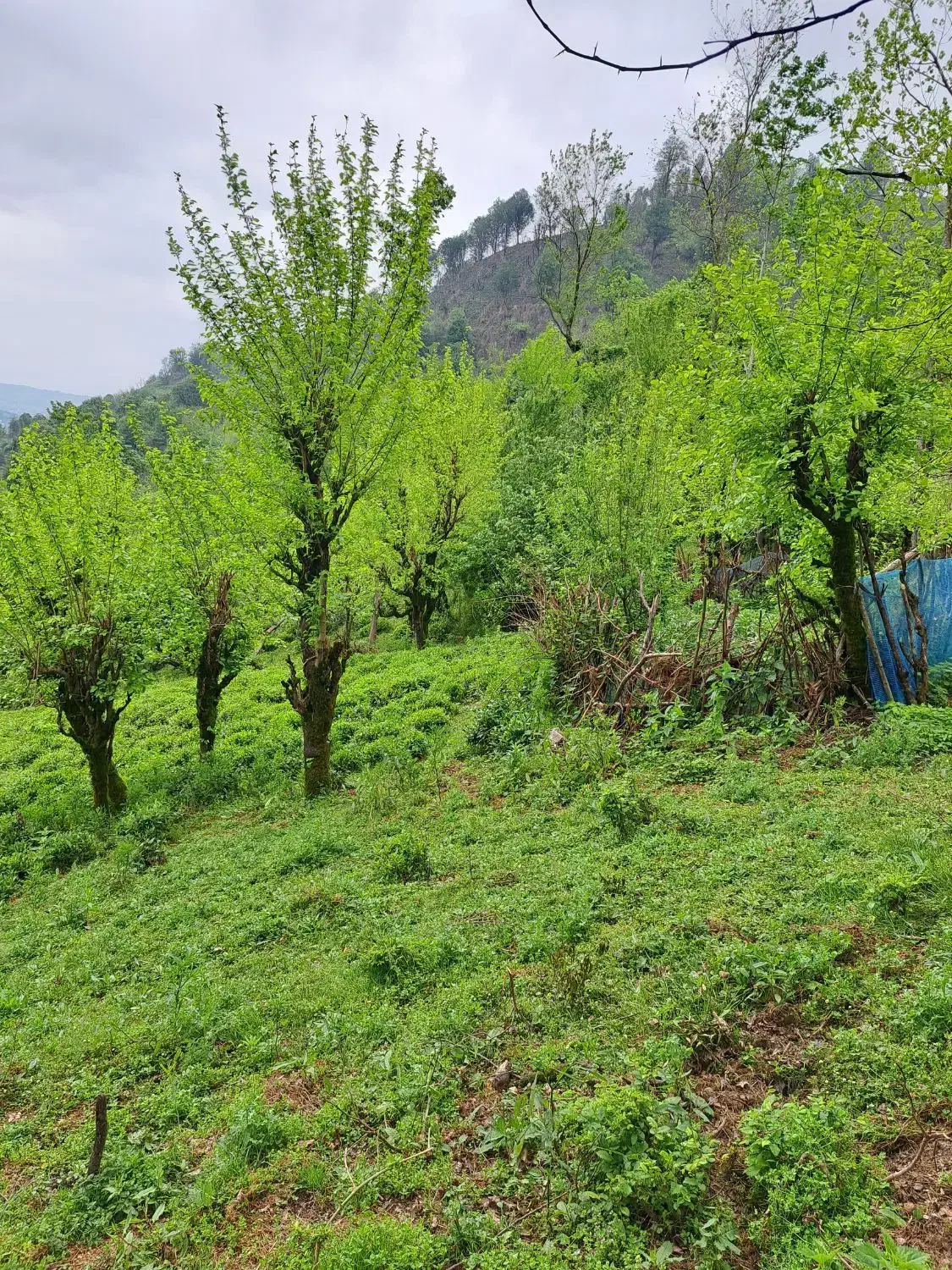 220 متری/جنگلی/طلا 24|فروش زمین و ملک کلنگی|سیاهکل, |دیوار