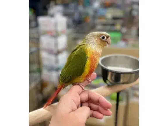 گرینچیک گمشده مژدگانی|حیوانات|مشهد, کارمندان دوم|دیوار