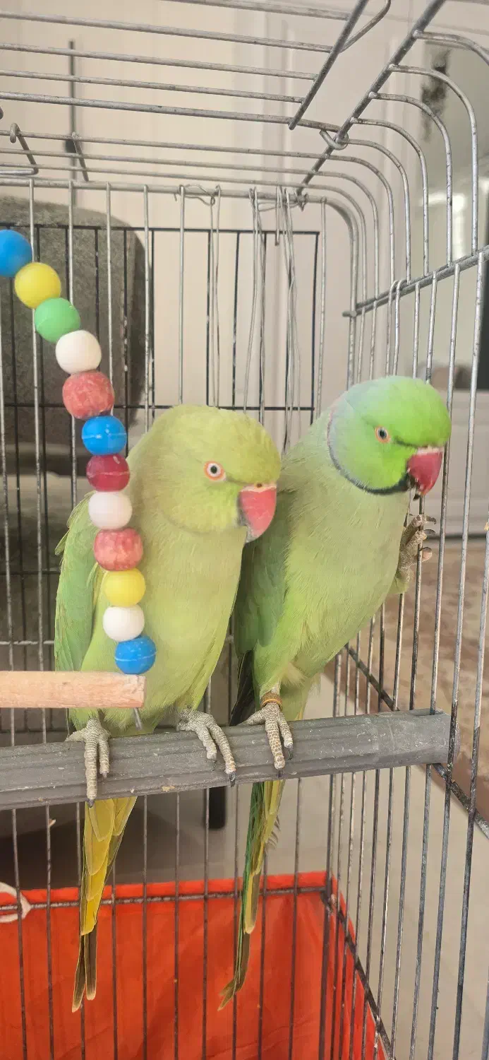 طوطی نر و ماده ملنگو نیمه رام و سخنگو (15 کلام)|پرنده|میبد, |دیوار