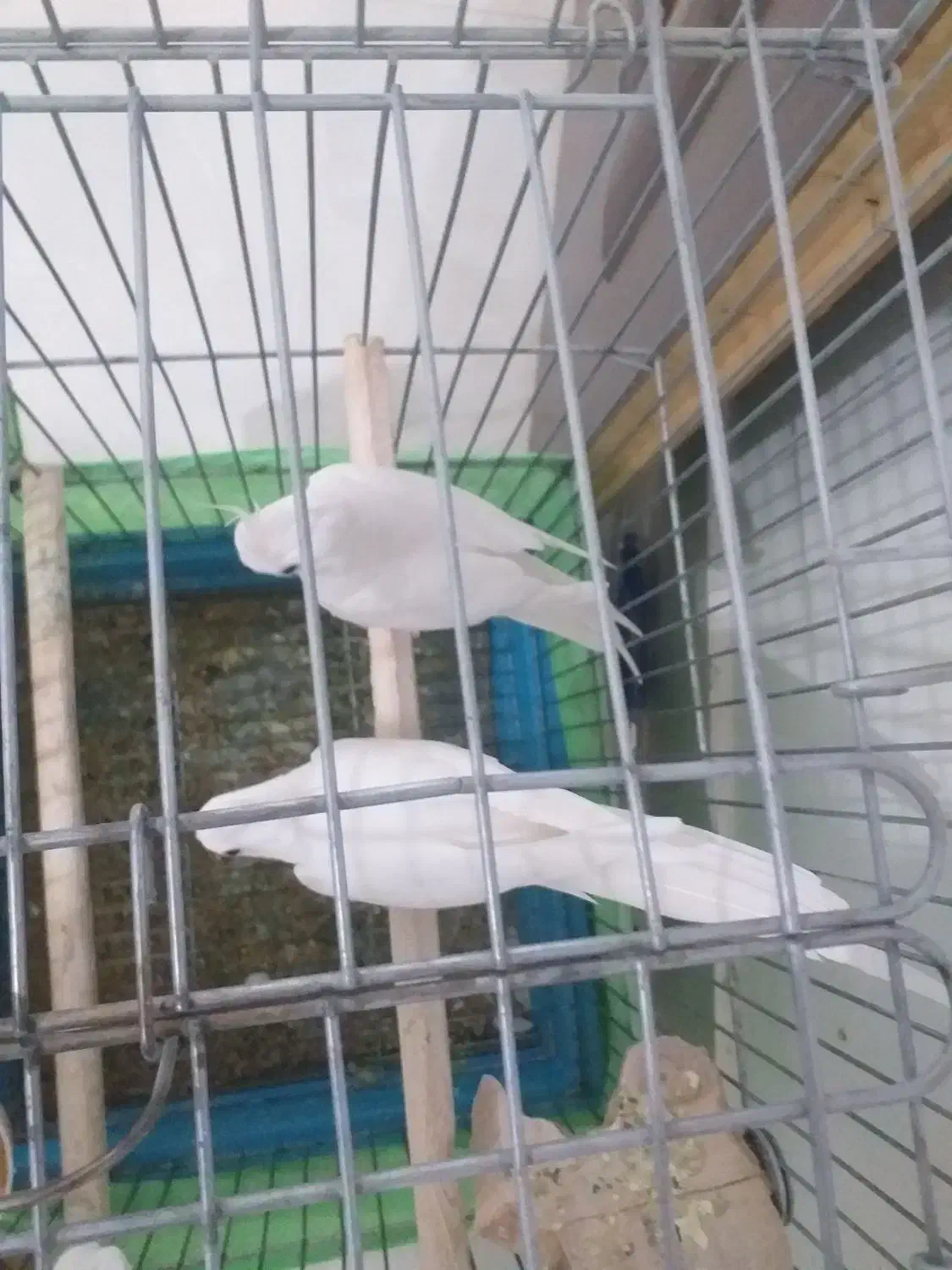 عروس هلندی|پرنده|سرپل ذهاب, |دیوار