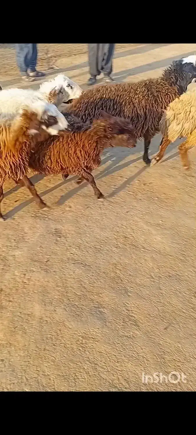 بره چاق|حیوانات مزرعه|اندیمشک, |دیوار