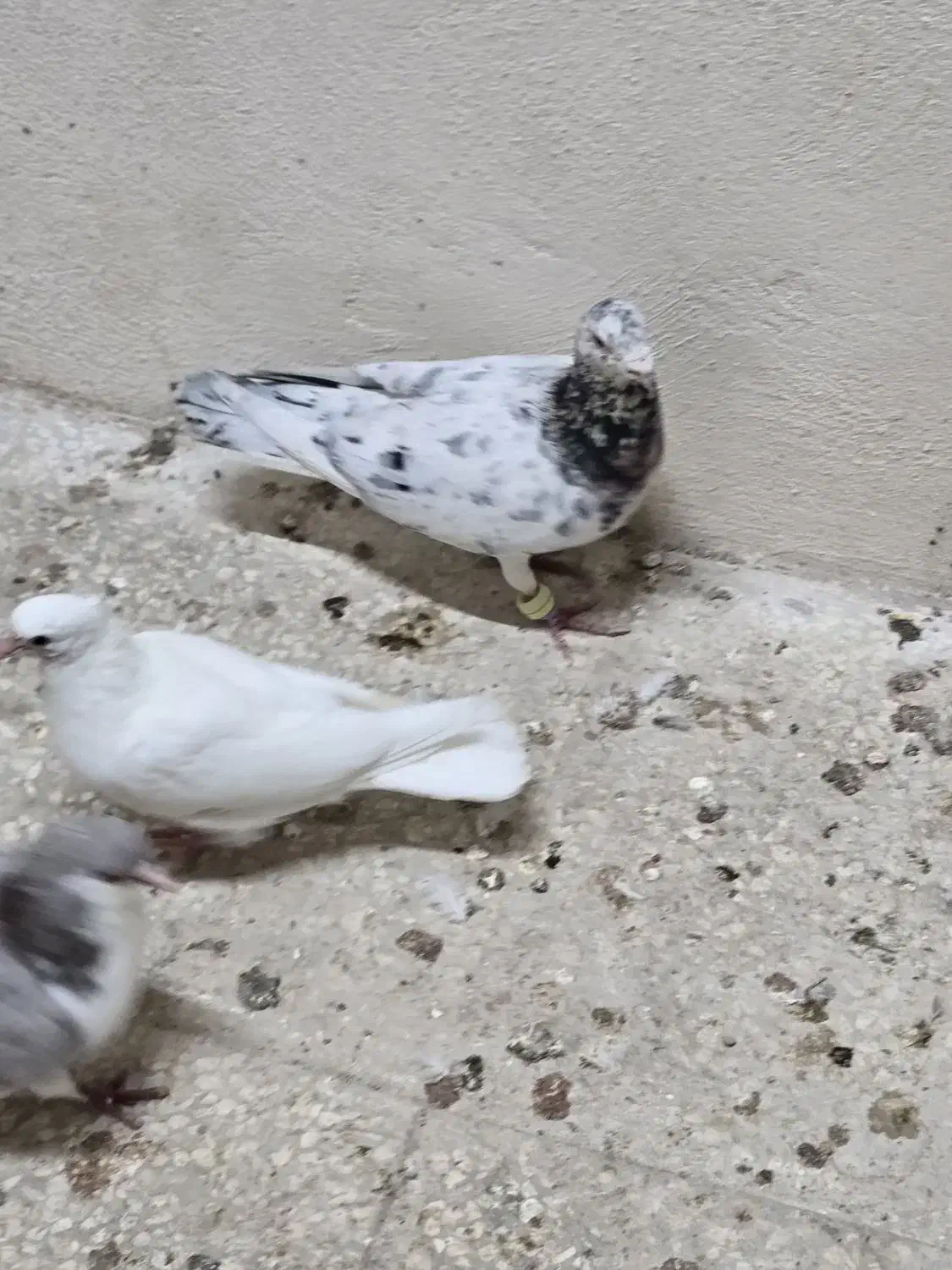 کبوتر|پرنده|مشهد, فریزی|دیوار