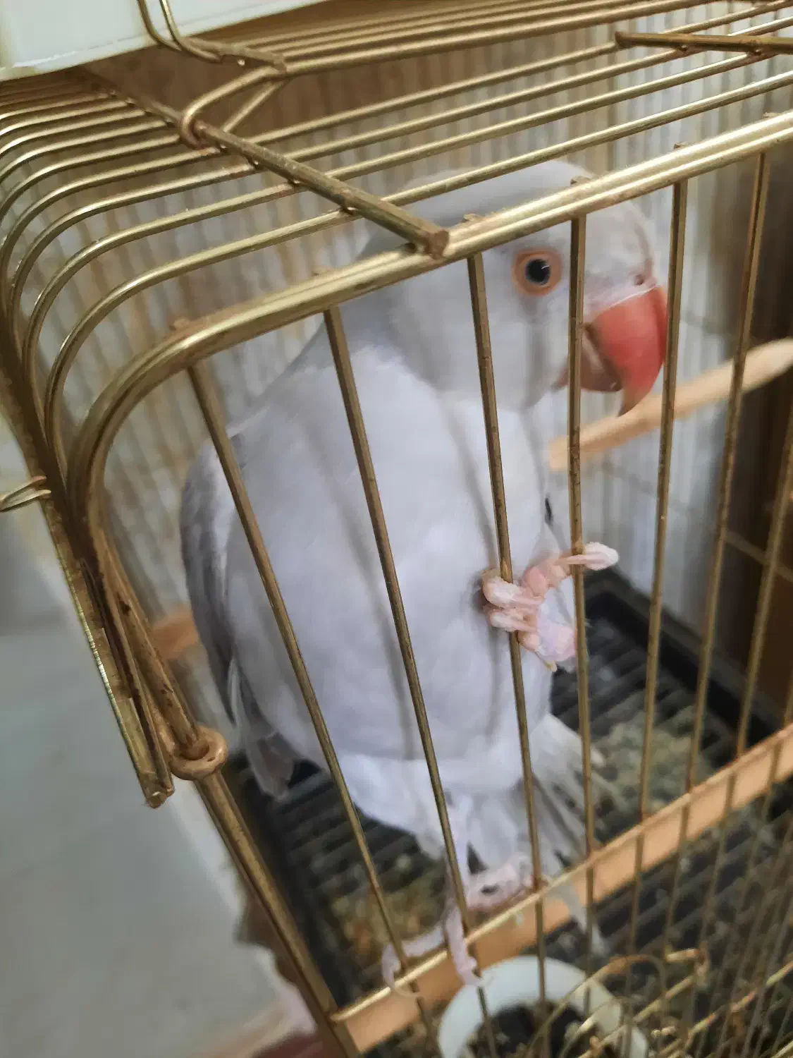 طوطی ملنگوی طوسی|پرنده|بروجرد, |دیوار