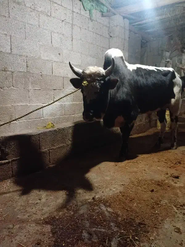 فروش ورزا|حیوانات مزرعه|فومن, |دیوار