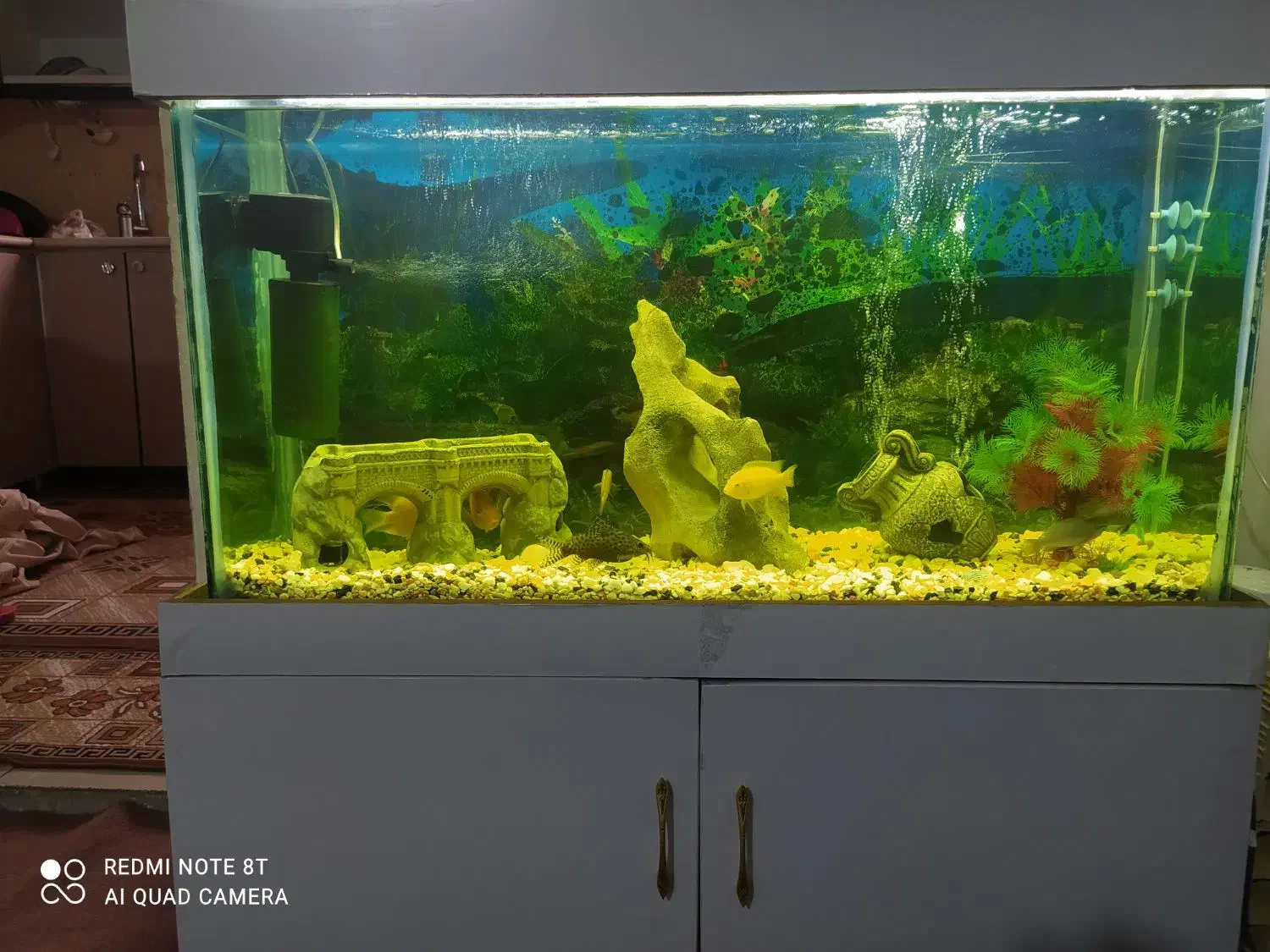 اکواریم کامل|ماهی|سنندج, |دیوار