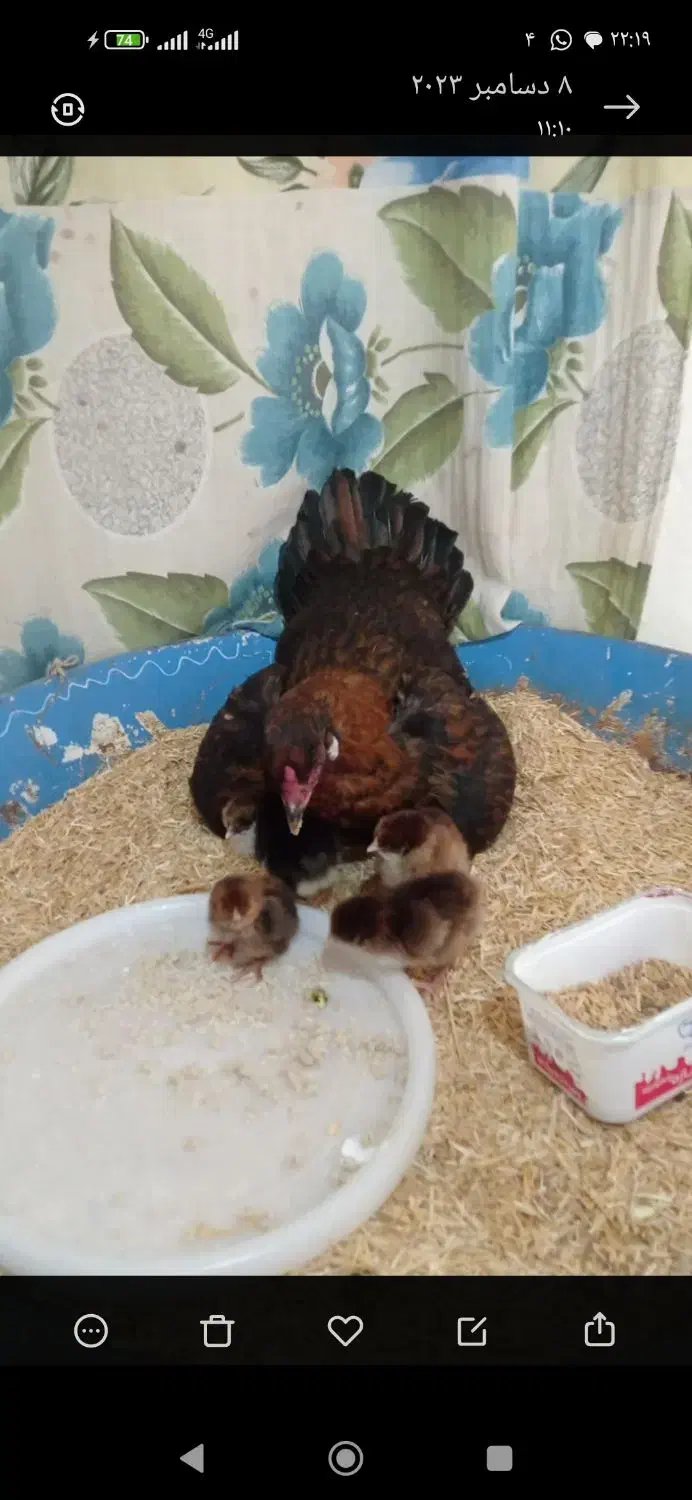 مرغ با هشت تا جوجع سالم|حیوانات مزرعه|اسدآباد, |دیوار