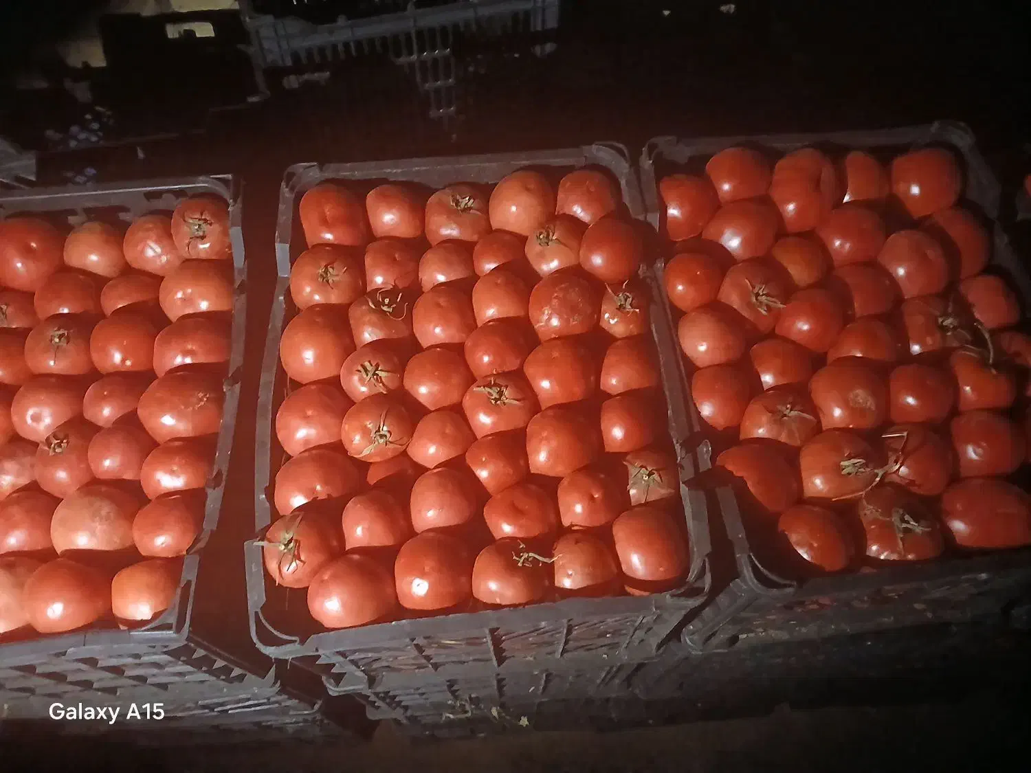 گوجه درجه یک|عمدهفروشی|ازنا, |دیوار