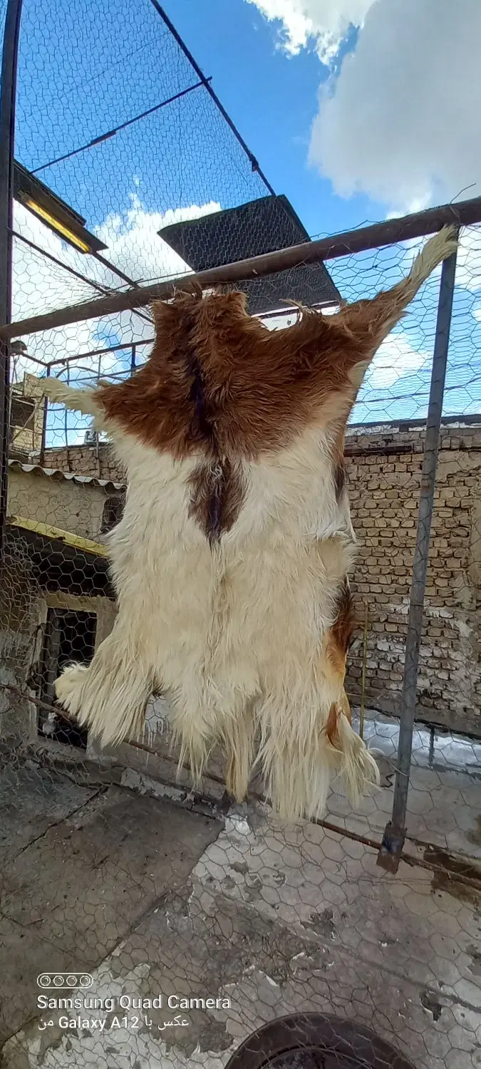 پوست بز|صنایع دستی و سایر لوازم تزئینی|محمدشهر, کوی بهار|دیوار