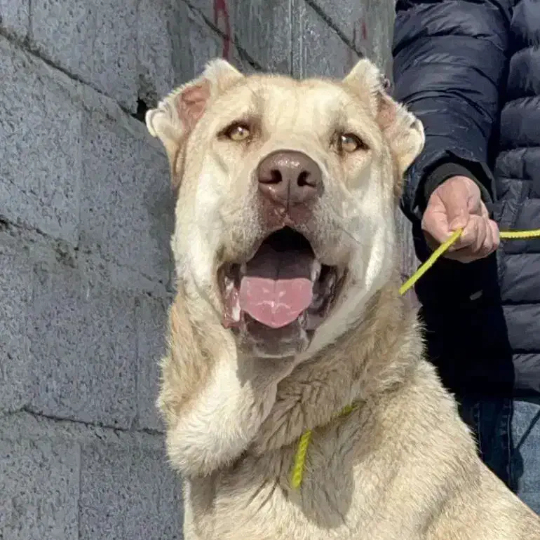 واگذاری سرابی|سگ|باسمنج, |دیوار