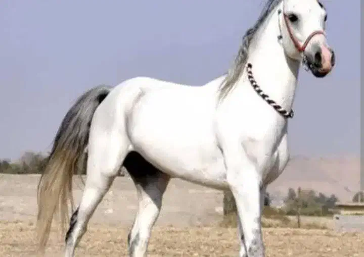 اسب و لوازم اسب سواری|اسب و تجهیزات اسب‌سواری|مشهد, کوی پلیس|دیوار