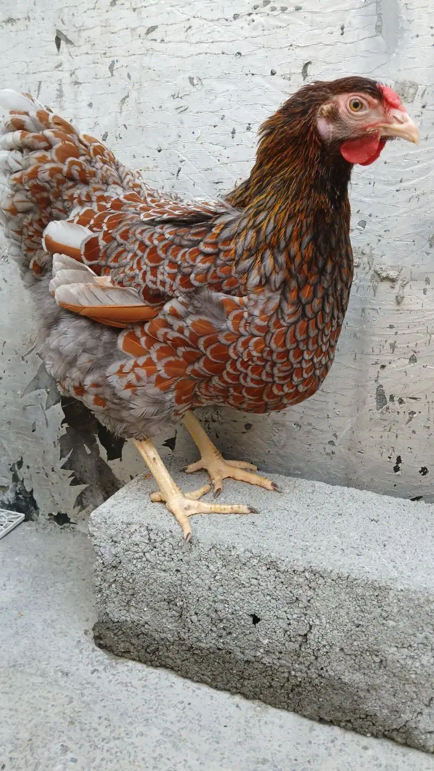 جوجه ویاندوت|حیوانات مزرعه|آمل, |دیوار