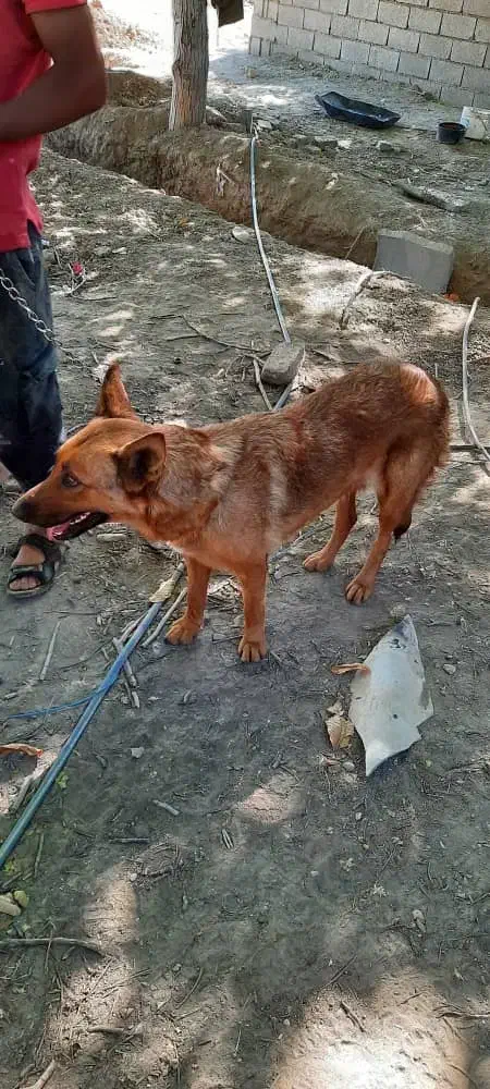 سگ گمشده|حیوانات|شهریار, کرد امیر|دیوار