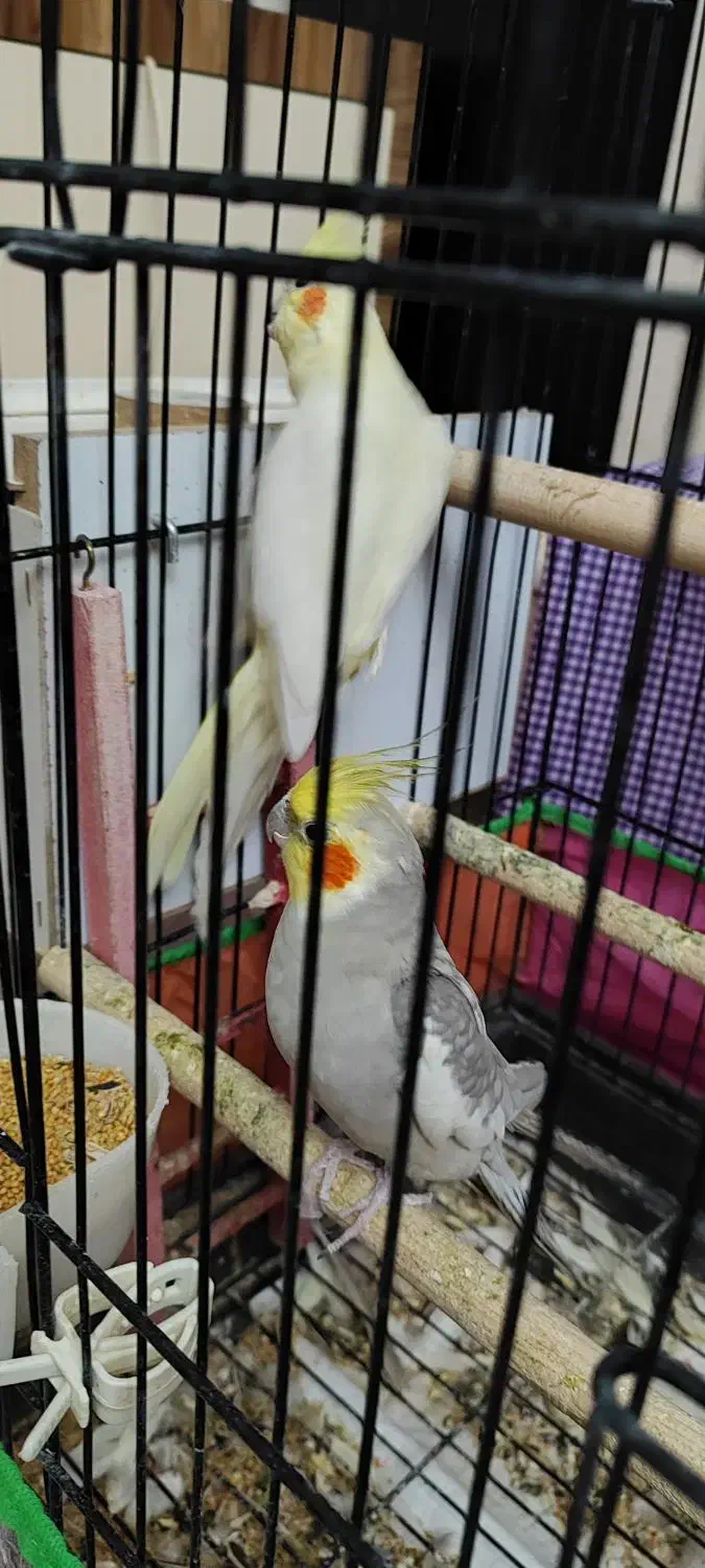 عروس هلندی|پرنده|تبریز, |دیوار