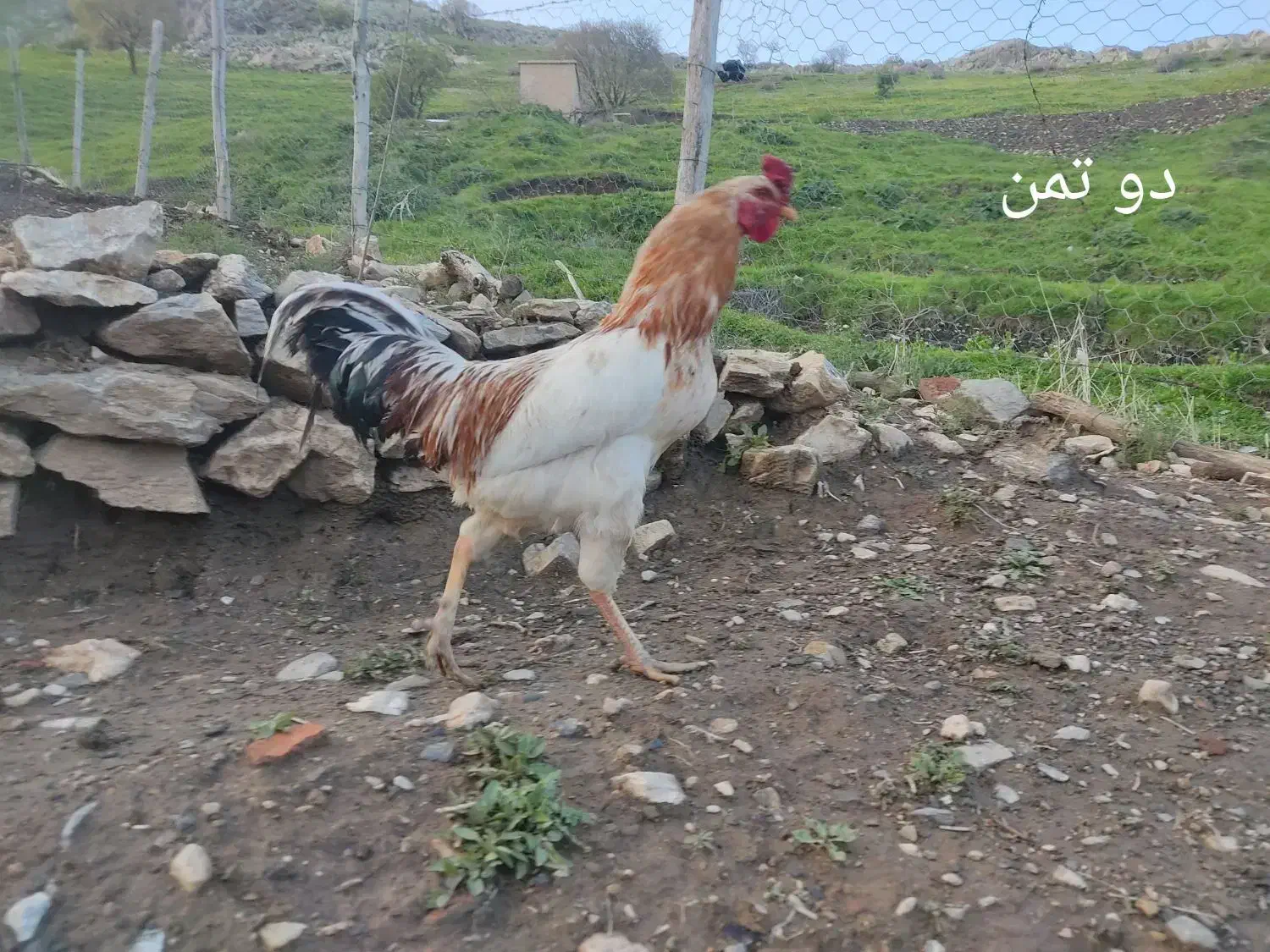 خروس دورگ|حیوانات مزرعه|مریوان, |دیوار
