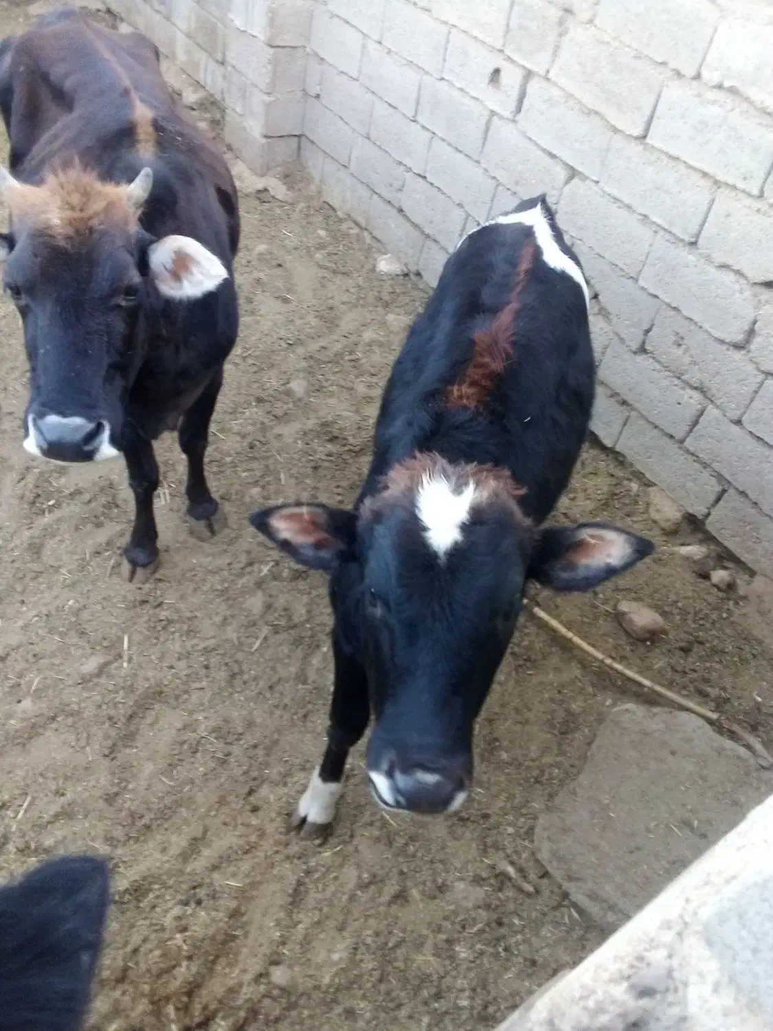 گوساله فروشی در کوار|حیوانات مزرعه|میمند, |دیوار