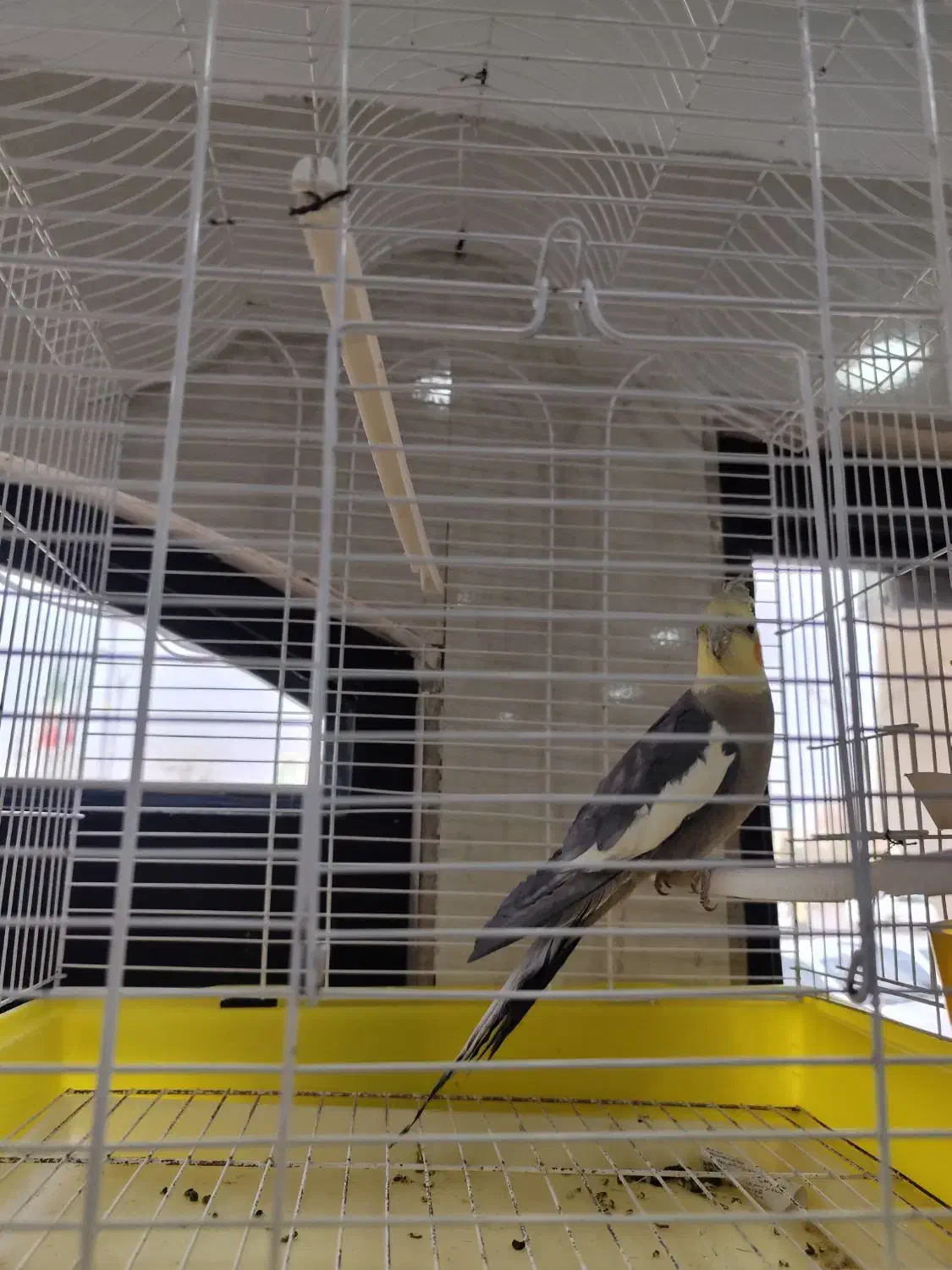 پرنده عروس|پرنده|درگزین, |دیوار