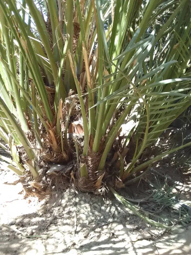 بچه نخل یا همون پاجوش برحی موجوداست|حراج|بوشهر, |دیوار