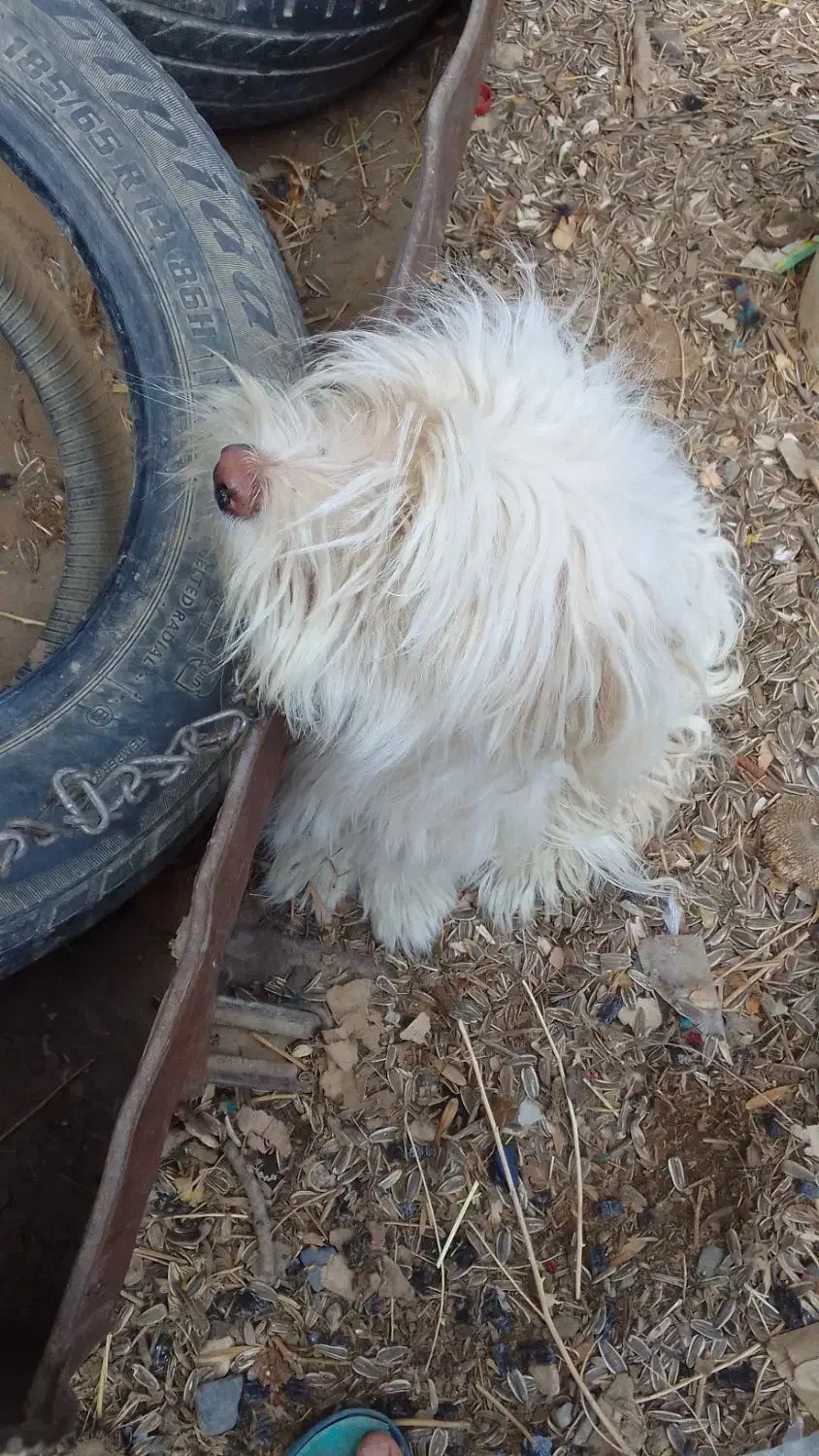 سگگ اصل شیتزو|سگ|خوی, |دیوار