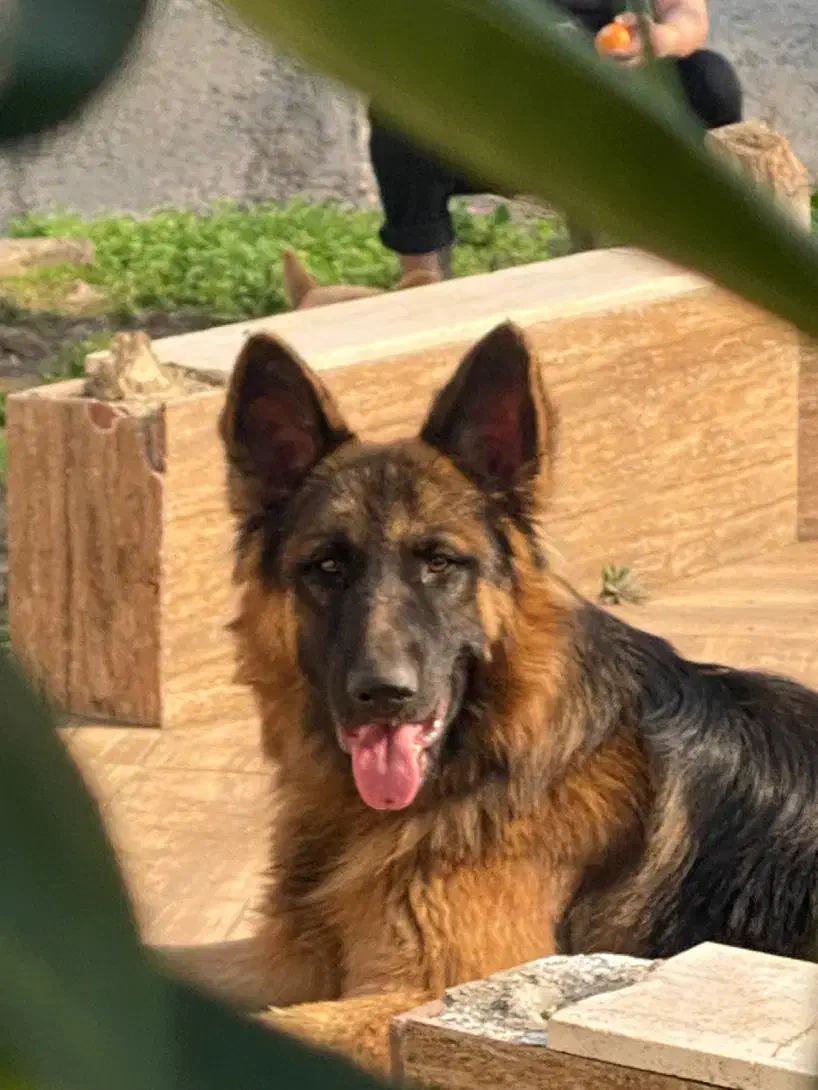 سگ ژرمن شولاین نر|سگ|لنگرود, |دیوار