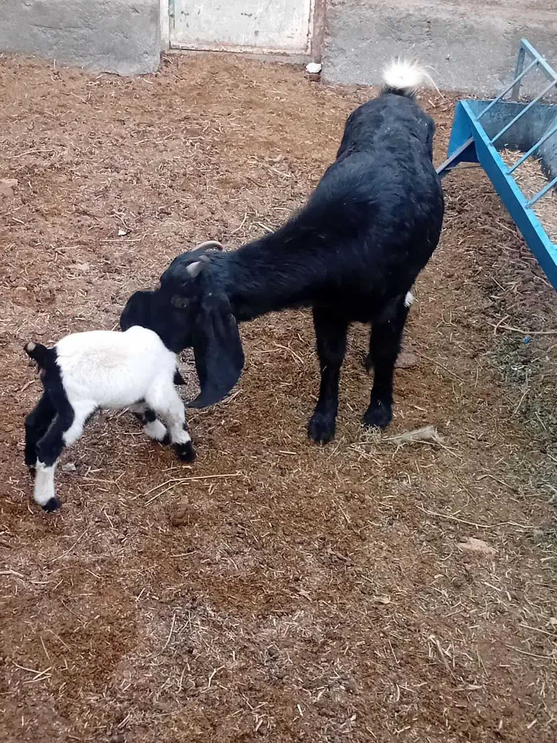 2عدد بز دورگ پاکستانی  درجه 1پر شیر|حیوانات مزرعه|گناباد, |دیوار