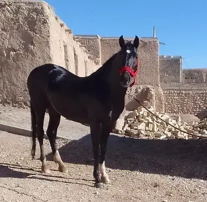 اسب|اسب و تجهیزات اسبسواری|چنگ الماسی, |دیوار