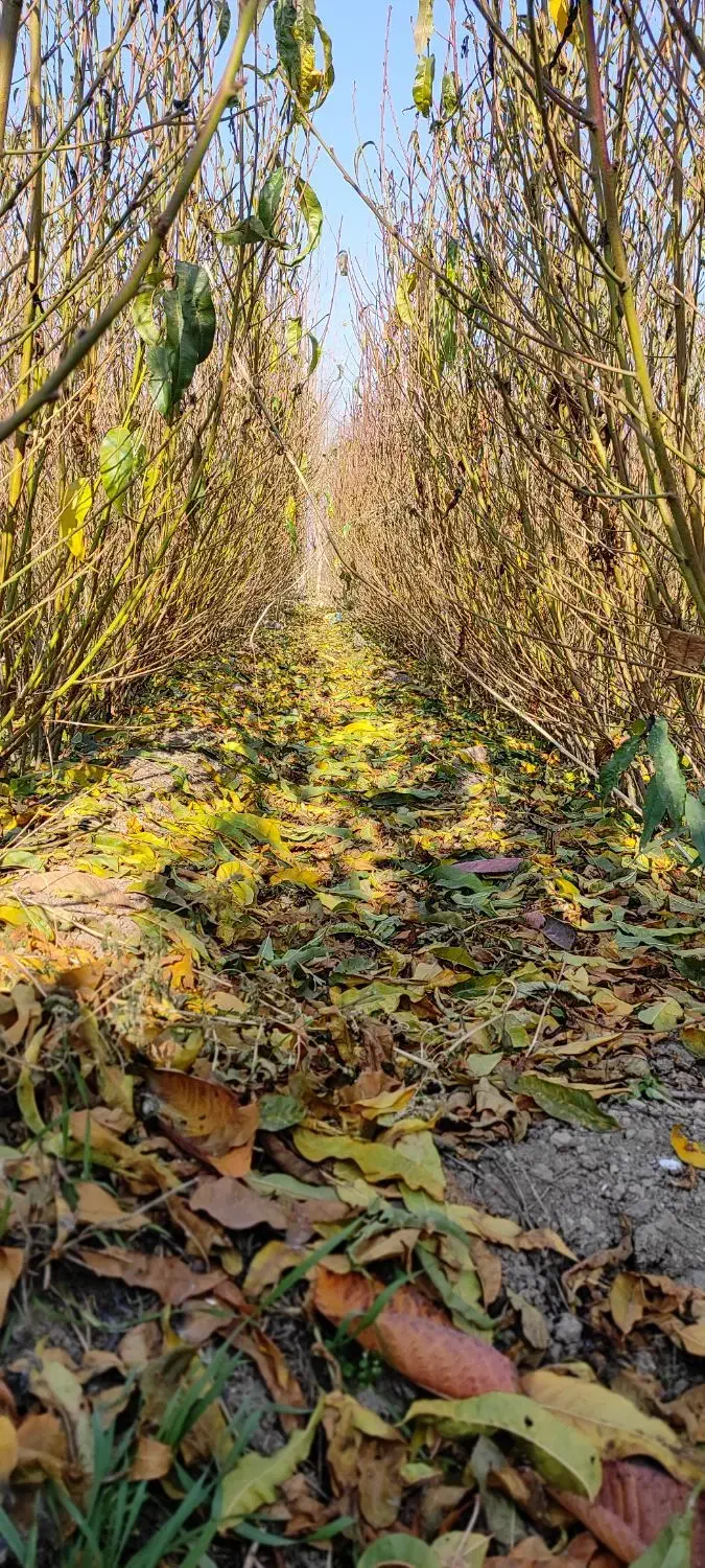 نهال|خدمات باغبانی و درختکاری|مشگین شهر, |دیوار