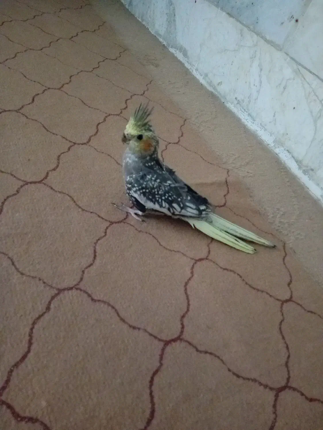 عروس هلندی نر|پرنده|بجنورد, |دیوار