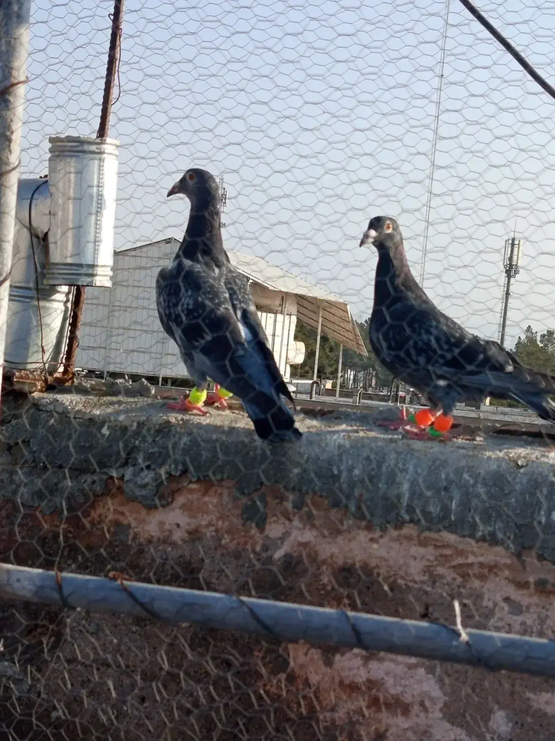 پرنده|پرنده|سبزوار, هویزه|دیوار