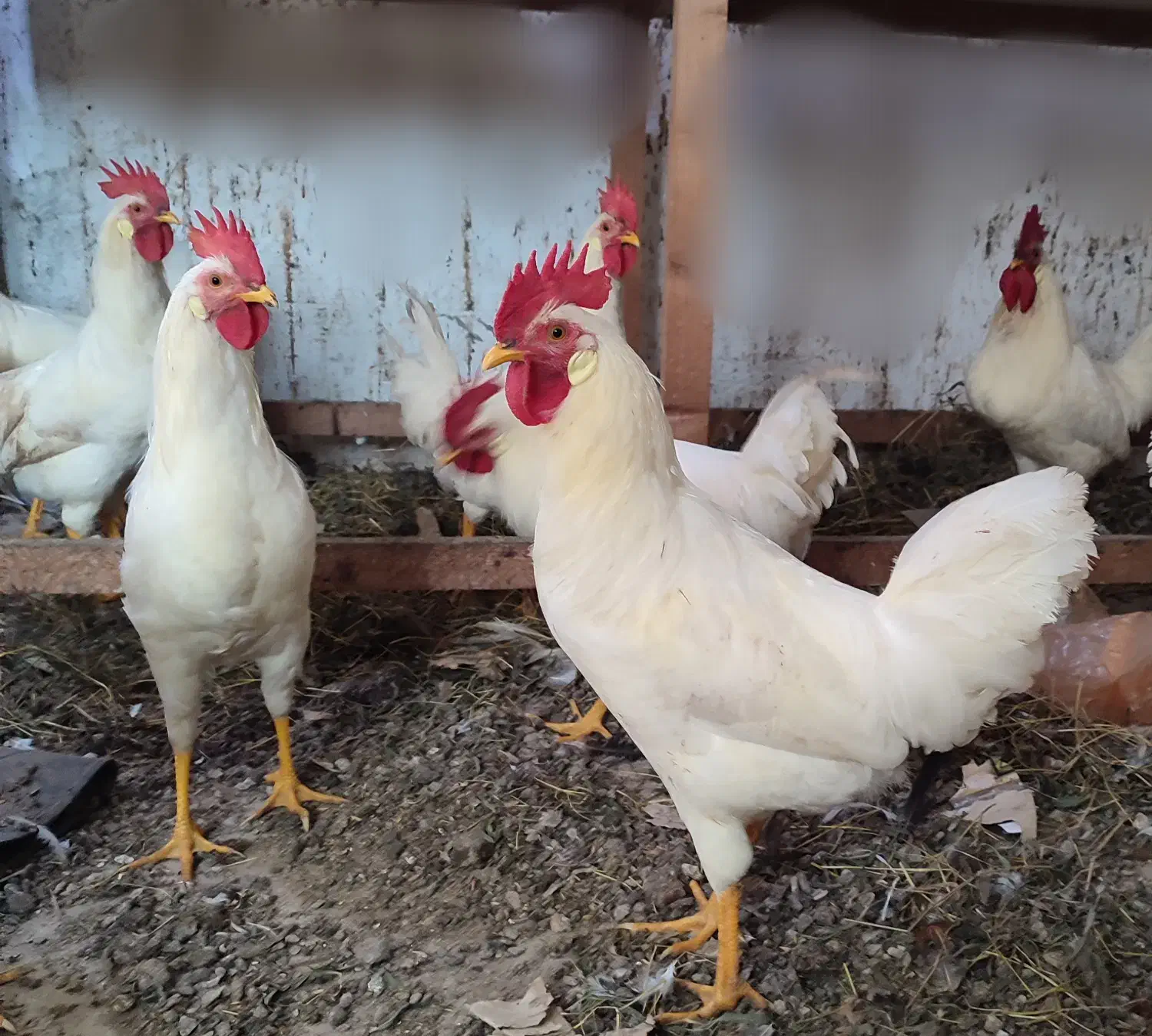 فروش تعدادی خروس سفید|حیوانات مزرعه|تالش, جوکندان|دیوار