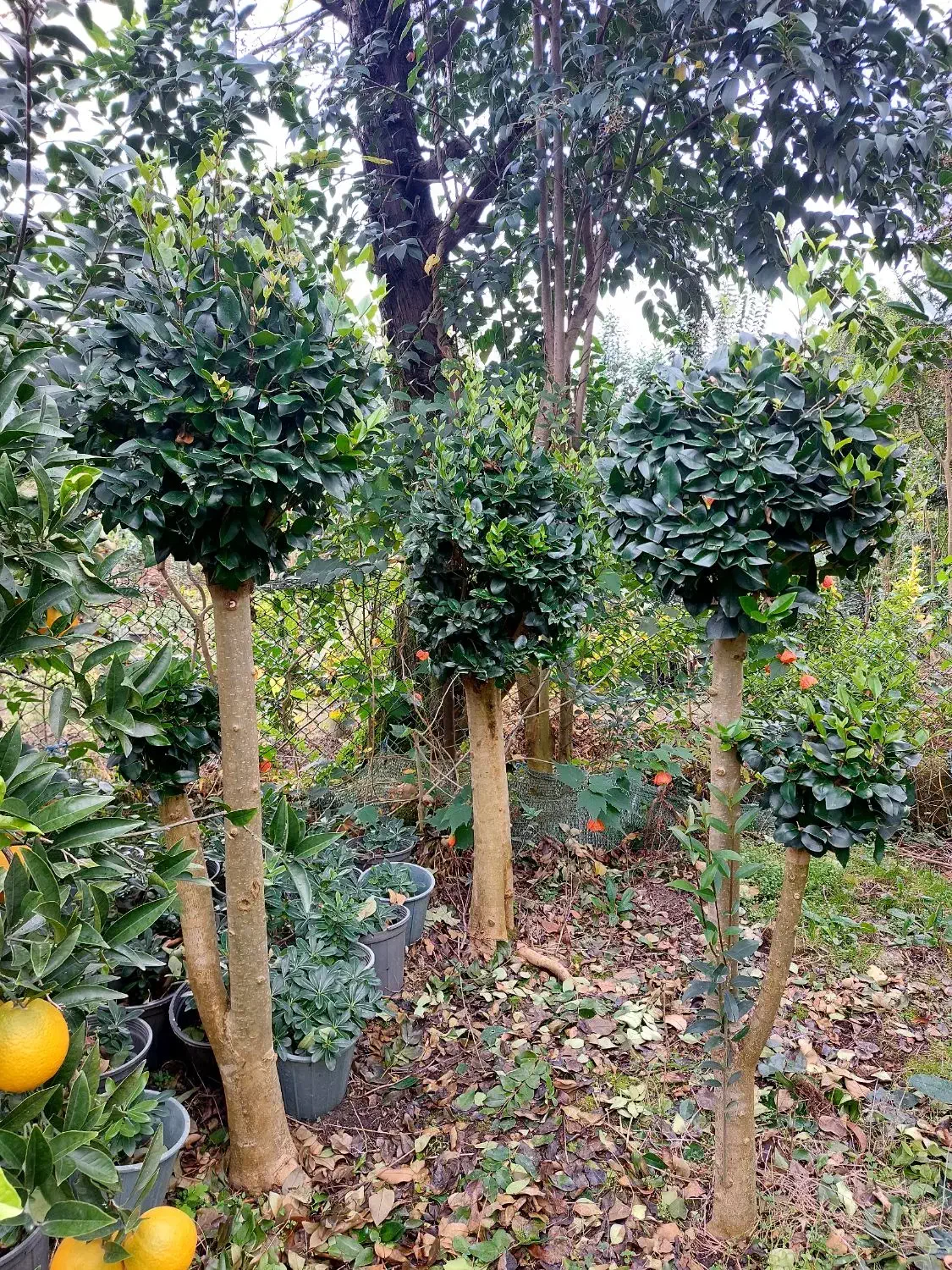 یاس پیوندی|خدمات باغبانی و درختکاری|چابکسر, |دیوار