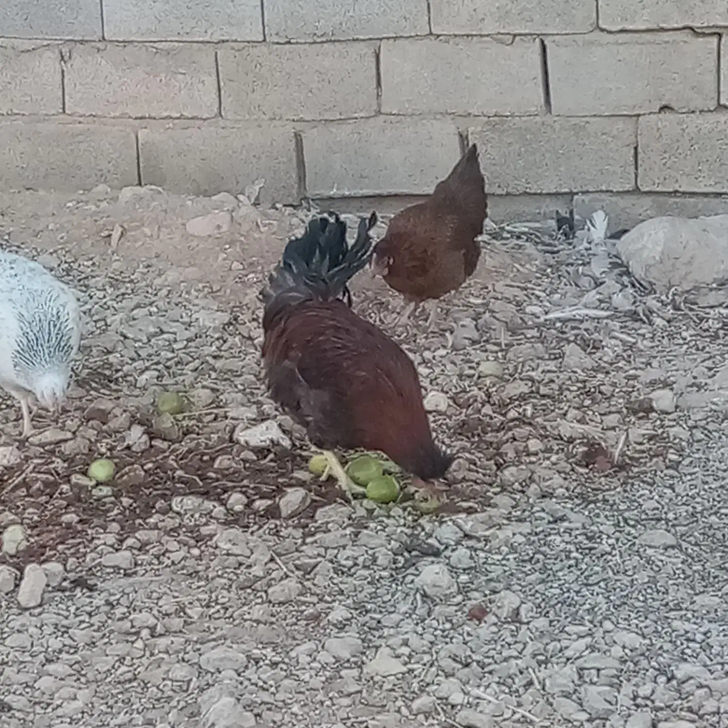 خلنگ فروشی|حیوانات مزرعه|سیدان, |دیوار