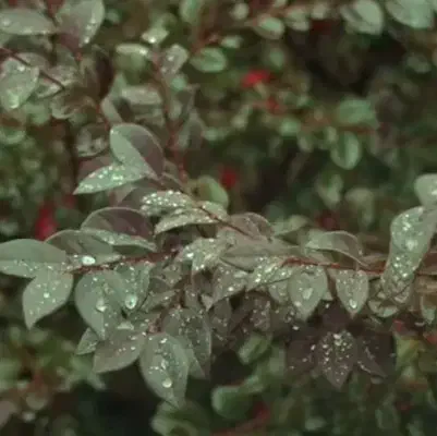 لوازم کافه به فروش یرسد|کافی‌شاپ و رستوران|سبزوار, شرق کال عیدگاه|دیوار