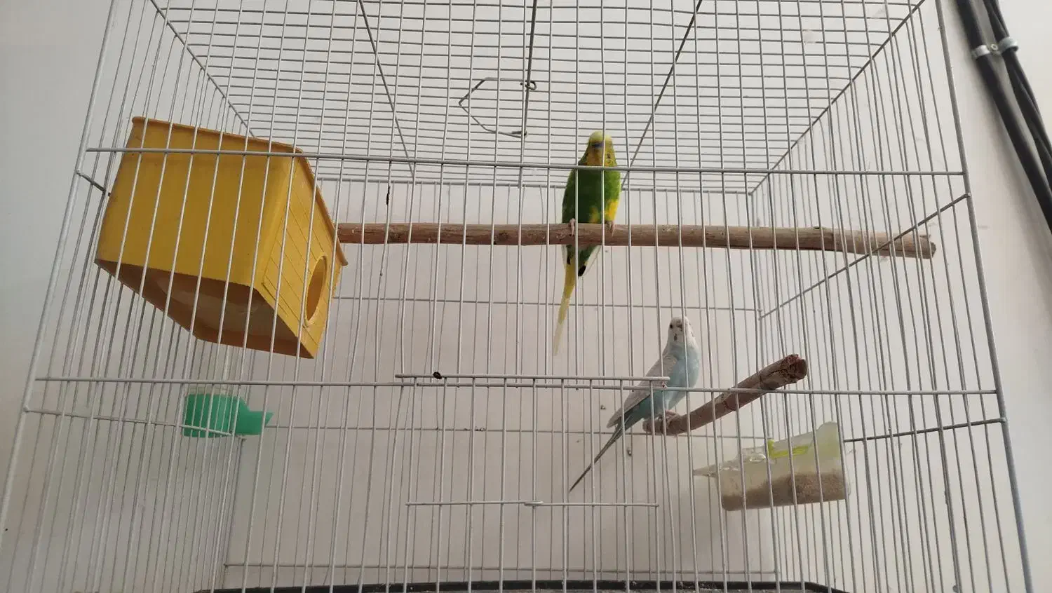 مرغ عشق|پرنده|مشهد, نیزه|دیوار