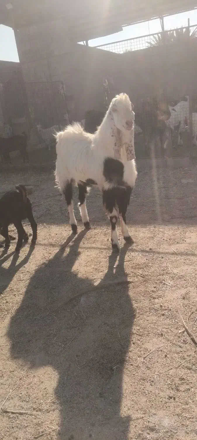 تکه فروشی|حیوانات مزرعه|طبس, |دیوار