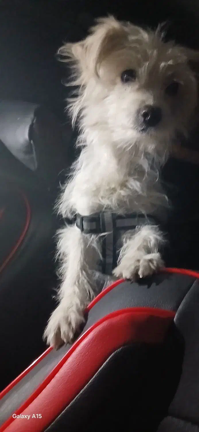 سگ پاکوتاه|سگ|اراک, |دیوار