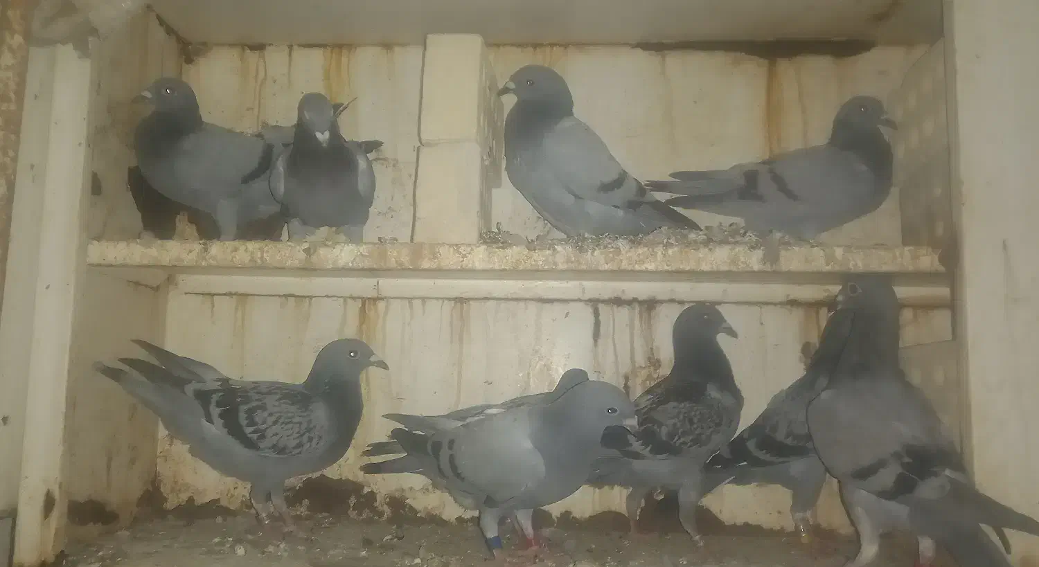 جوجه پلاکی هیچ پری|پرنده|باوی, |دیوار